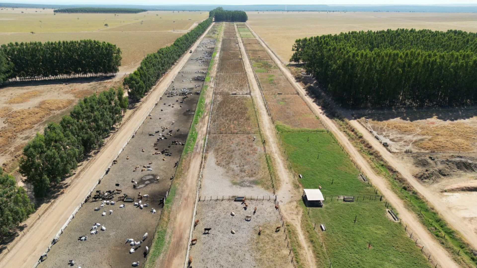 Pecuária baiana desponta nacionalmente como um grande celeiro de produção de carne