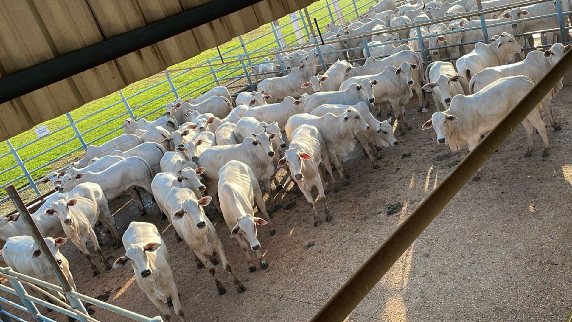 Genética Nelore: super lote de novilhas dão show de acabamento no interior de MT