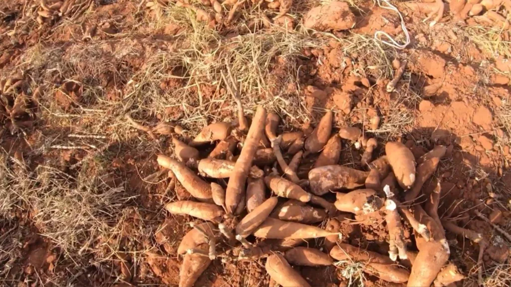 Maniva de mandioca é uma solução barata para alimentação do gado? Confira