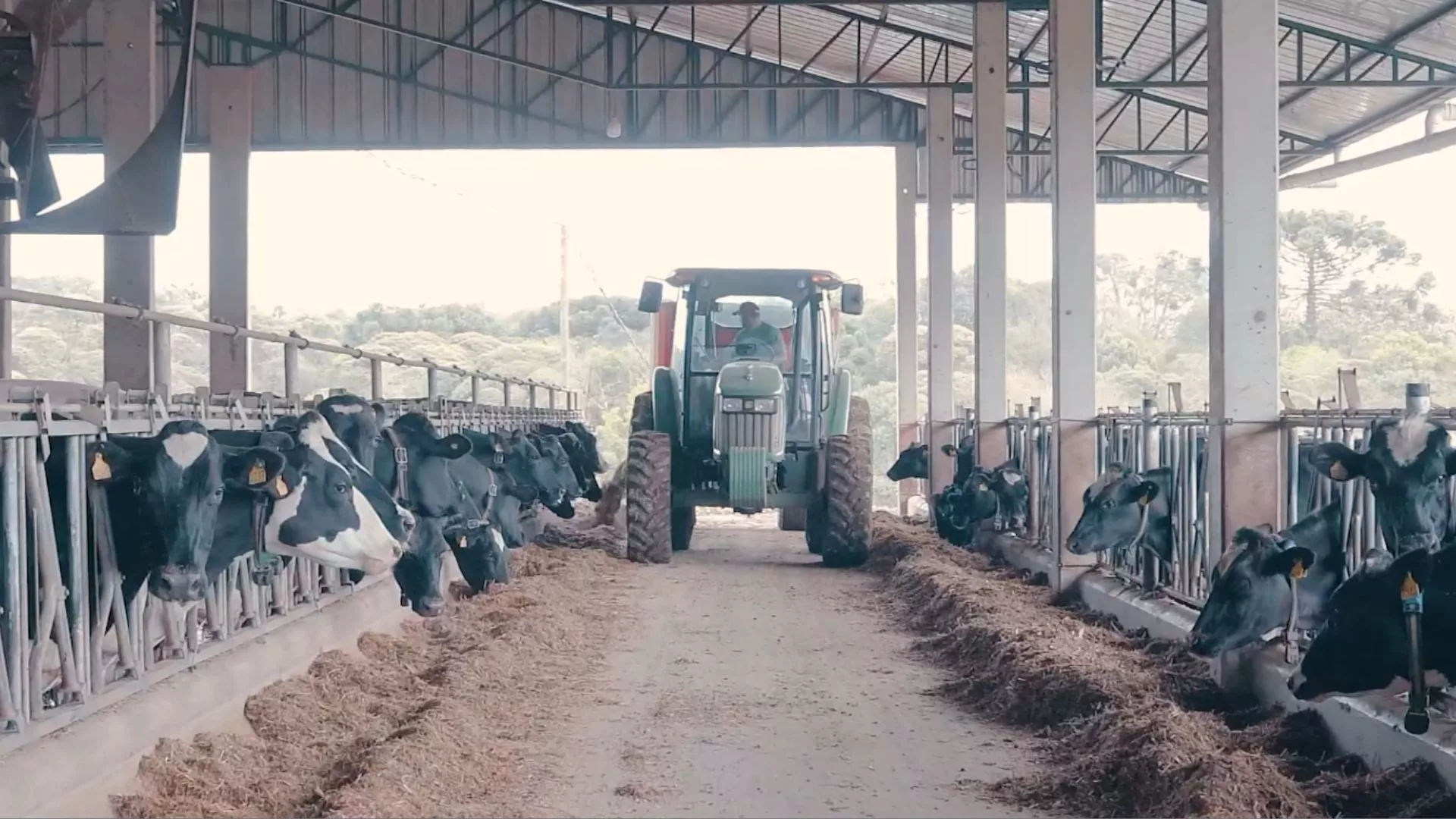 Cana na silagem: é viável para vacas de alta lactação em sistema compost barn?