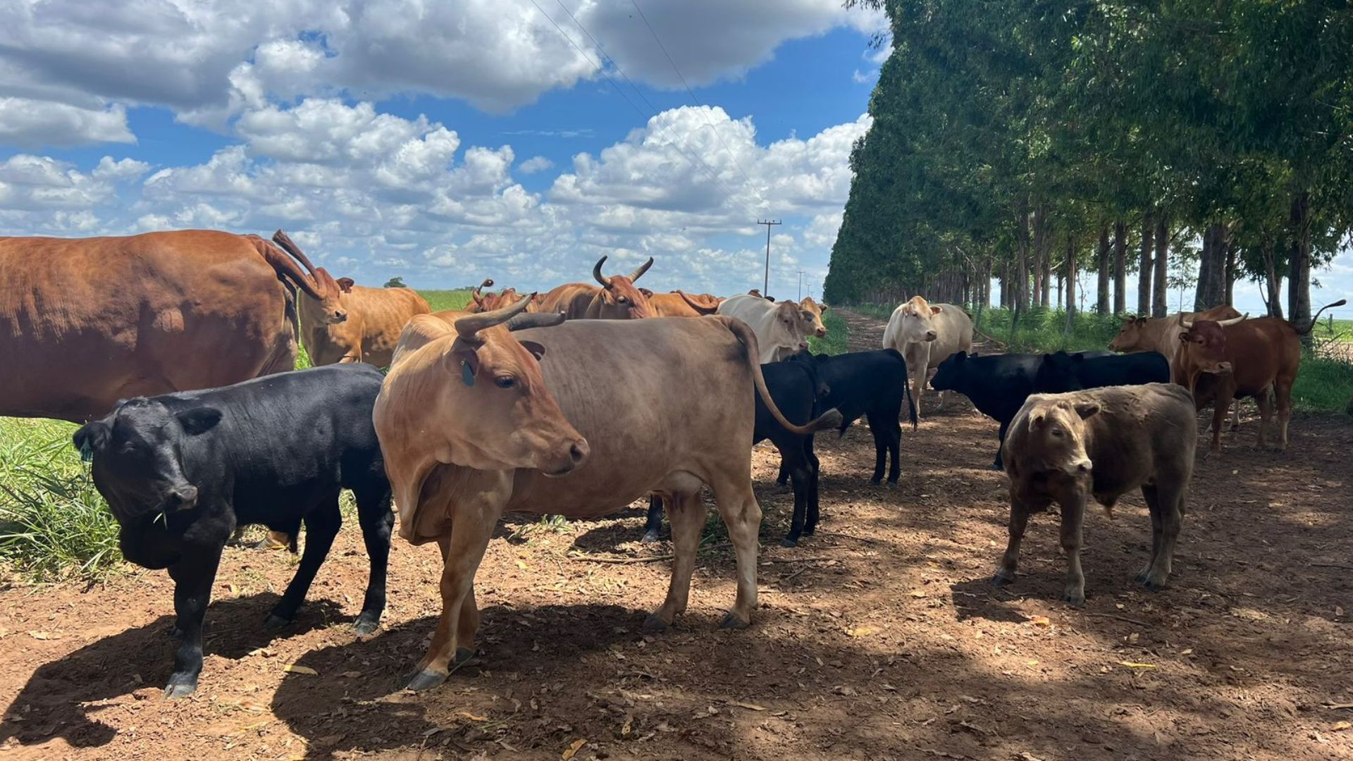 Pecuarista baiano dá show com boiada de ILPF terminada no cocho! Animais ultrapassam 19@