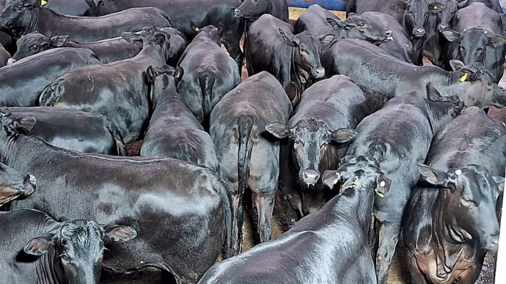 Novilhada Angus da “prateleira de cima” gabarita maior programa de bônus da pecuária em SP