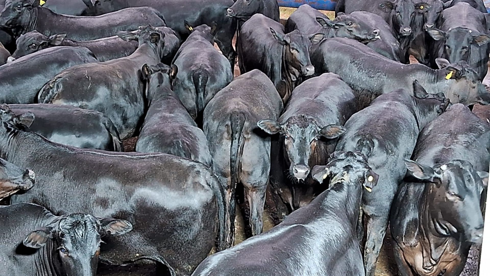 Novilhada Angus da “prateleira de cima” gabarita maior programa de bônus da pecuária em SP