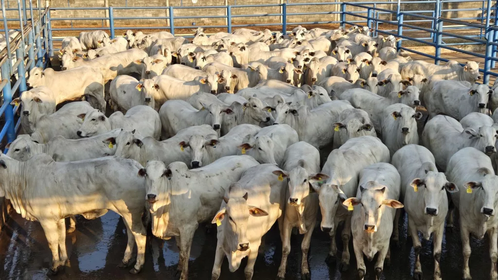 Nelore: lote de novilhas de até dois dentes impressiona com quase 16@ em Goiás