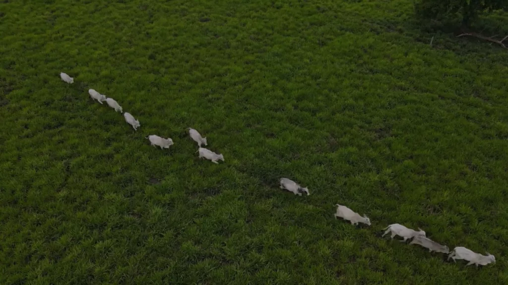 Mato Grosso do Sul pode recuperar 5 milhões de hectares de pastagens degradadas