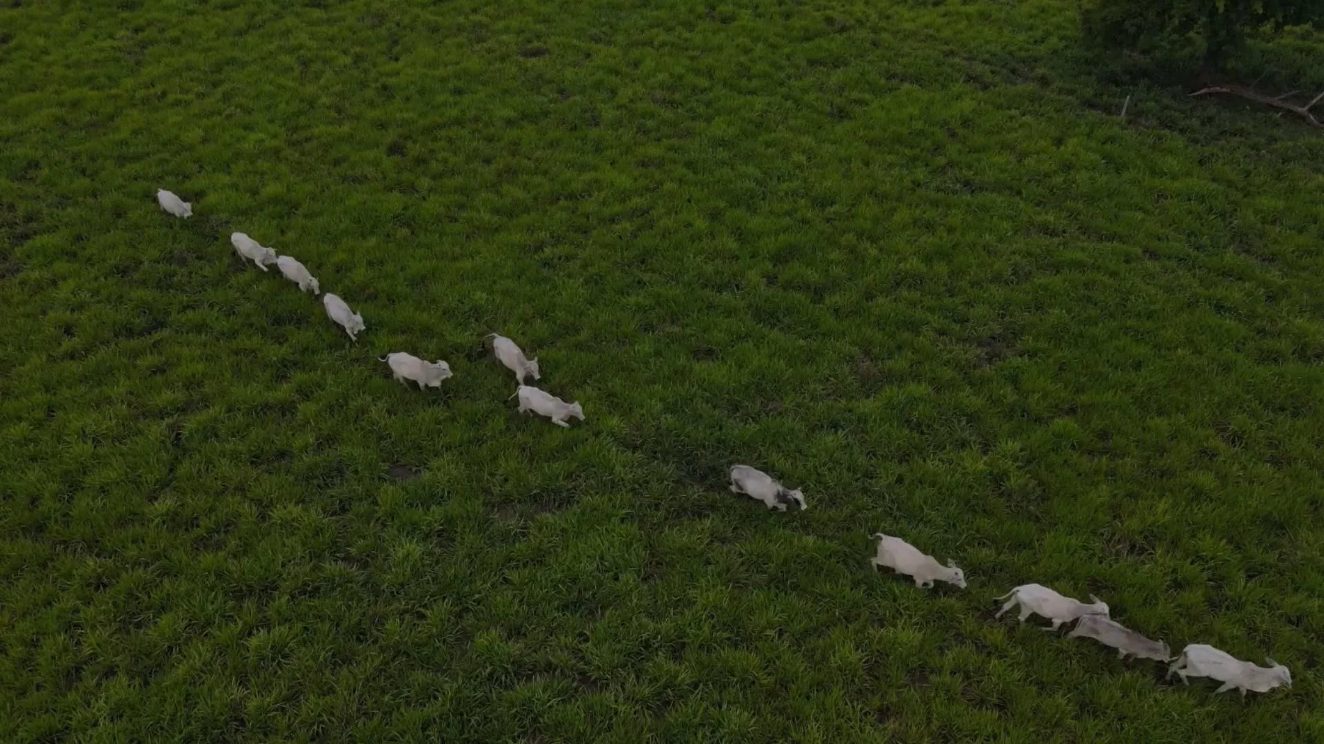 Mato Grosso do Sul pode recuperar 5 milhões de hectares de pastagens degradadas