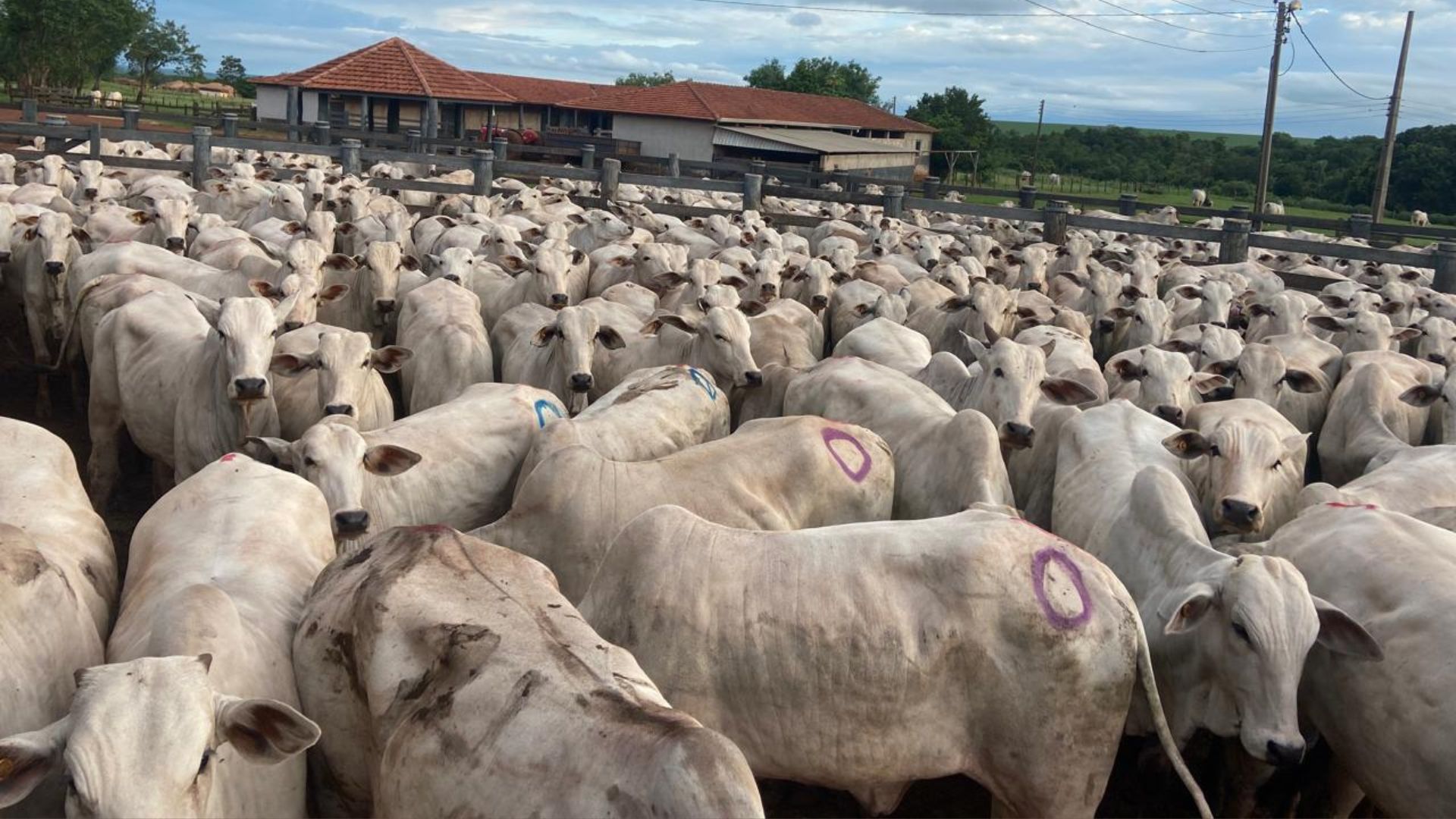 Tecnologia inovadora identifica vacas que vão “pegar barriga” antes mesmo da inseminação