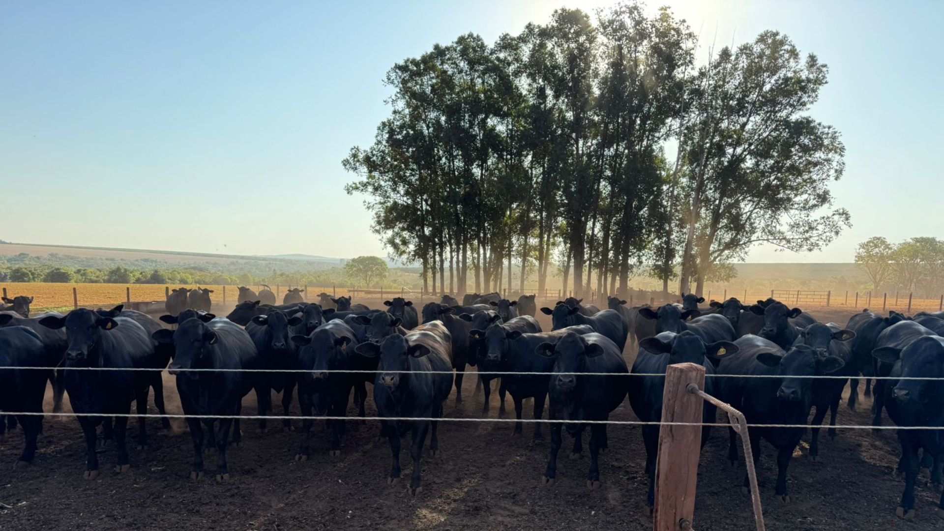 Novilhada Angus de “tirar o chapéu” faz pecuarista mineiro ter maior bônus do mercado!