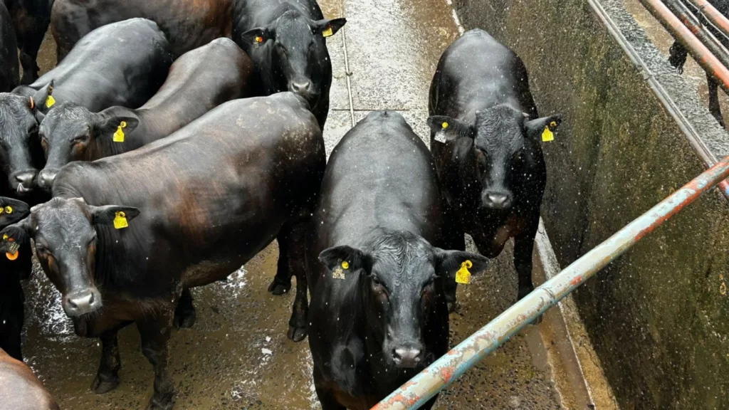 Lote de machos Angus castrados. Foto: Divulgação