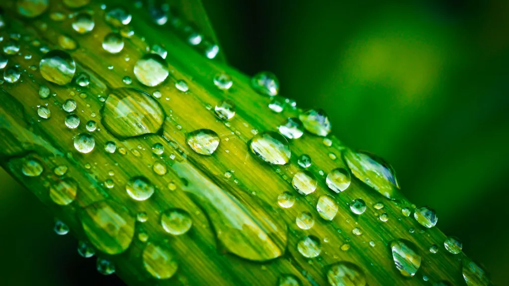 Previsão indica 300 mm de chuva em 30 dias para mais alívio aos pastos. Saiba onde