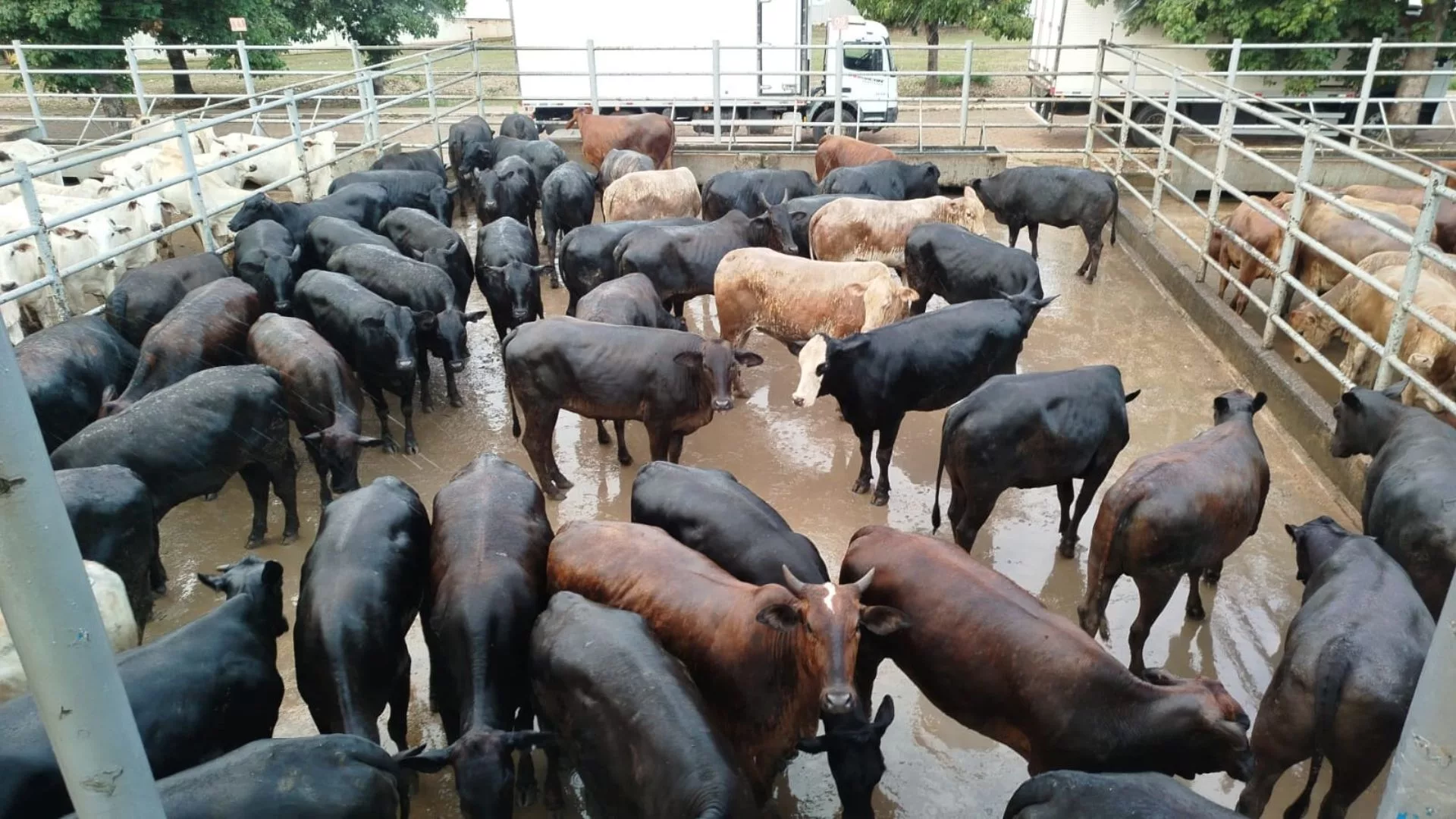 Senepol e Angus: novilhas F1 são destaque em carne de qualidade no Tocantins