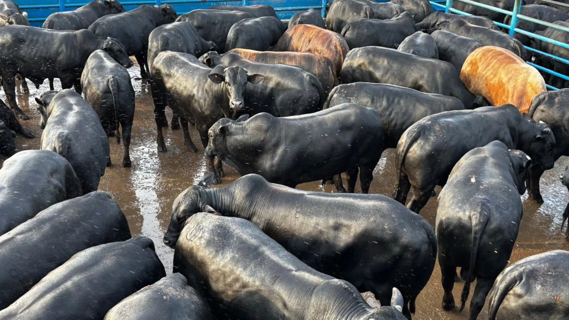 Sangue Angus: boiada de zero a quatro dentes impressionam com mais de 25@ em Goiás