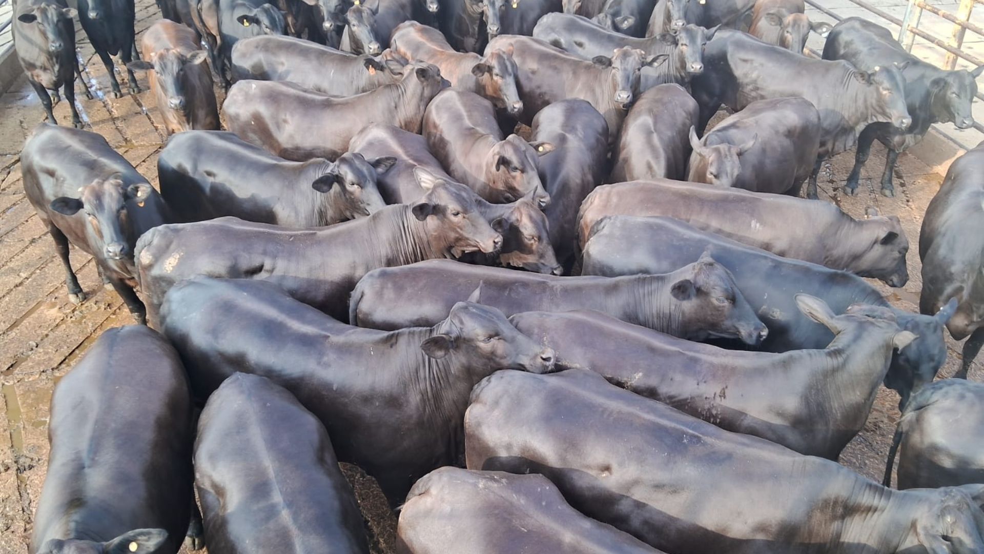 Festival de carne premium! Abate especial em Campo Grande reúne quase 1,3 mil cabeças