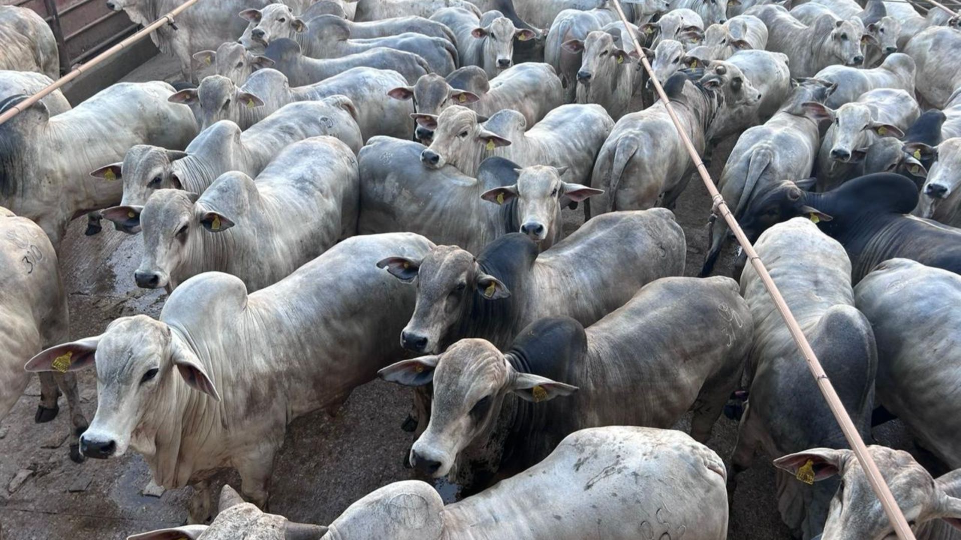 Festa do Nelore em Araputanga (MT). Conheça os campeões das carcaças top