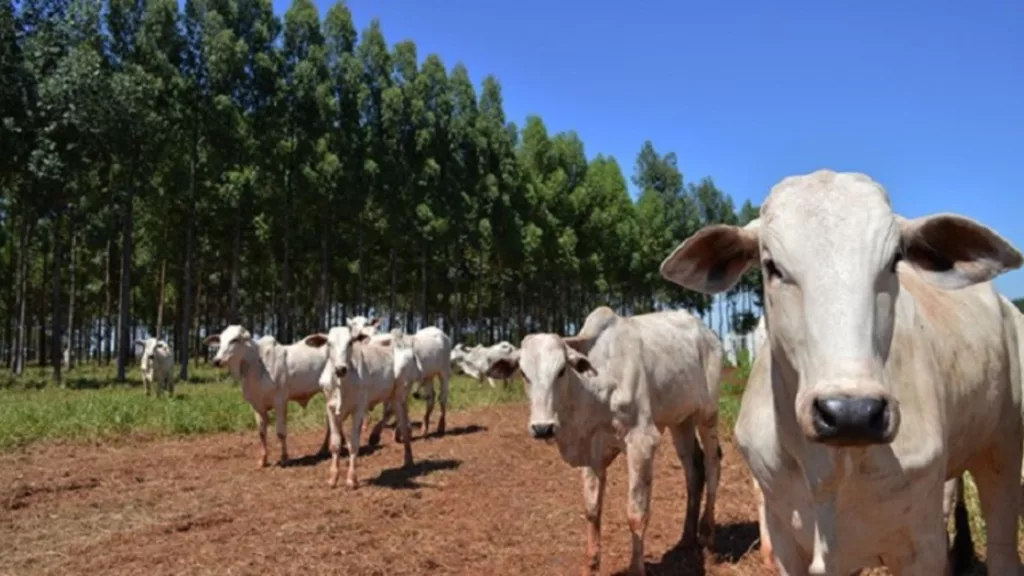 Lote de bovinos jovens de fazendas participantes do programa Precoce MS. Foto: Divulgação