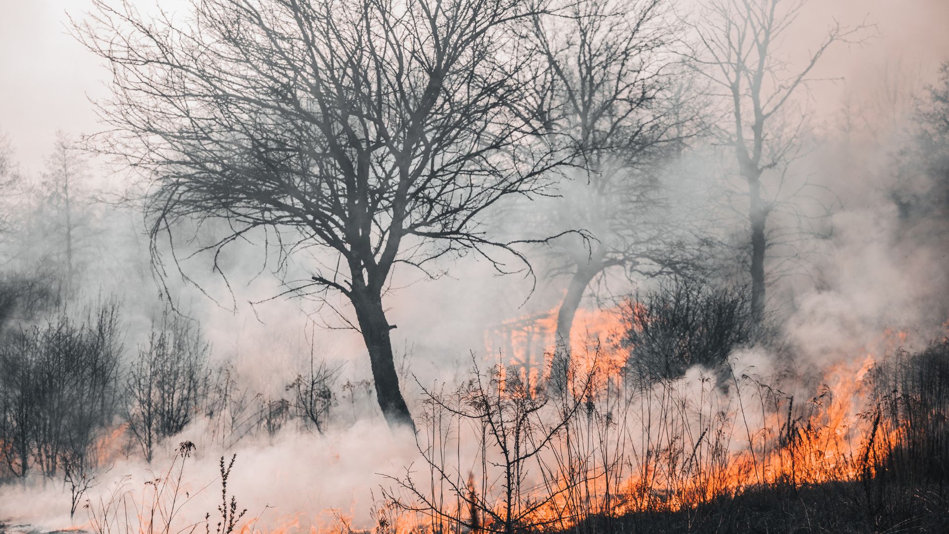 Incêndios rurais: quem paga a conta? Especialista explica custos e responsabilidades