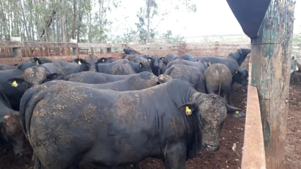 Garrotada Angus bruta de 14 meses surpreende com quase 21@ em MS