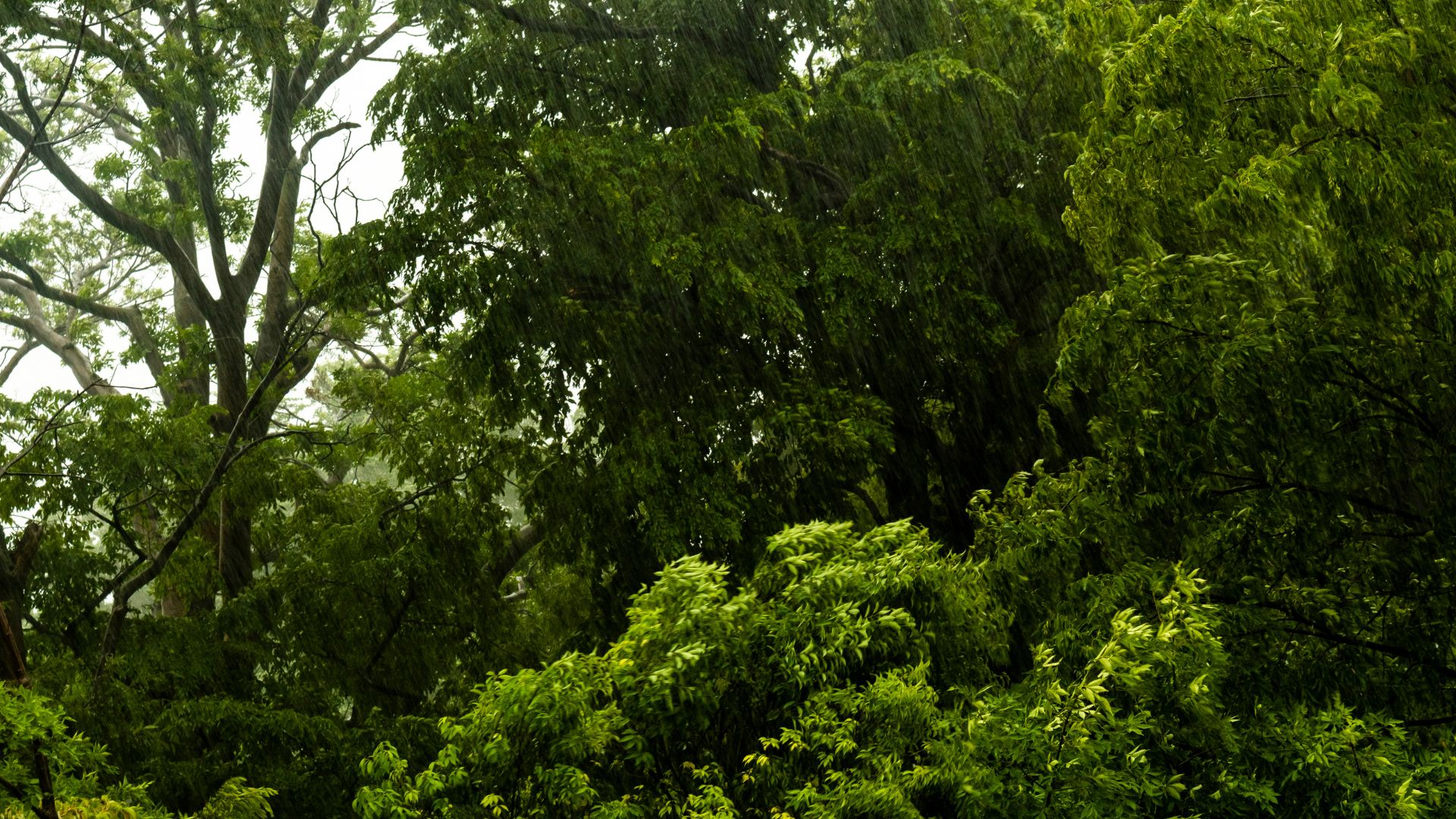 Previsão é de muita chuva em áreas de pastagem em MT, MG e SP: o que esperar?