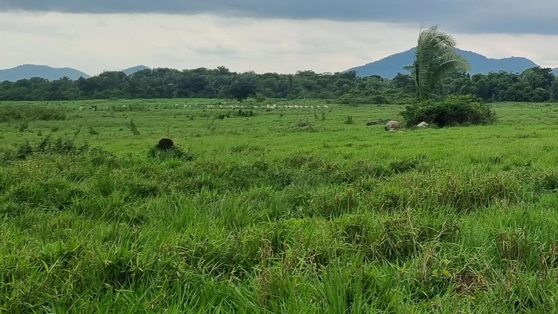 Capim capeta: pecuaristas falam sobre tecnologia que controla mais de 90% da planta daninha!