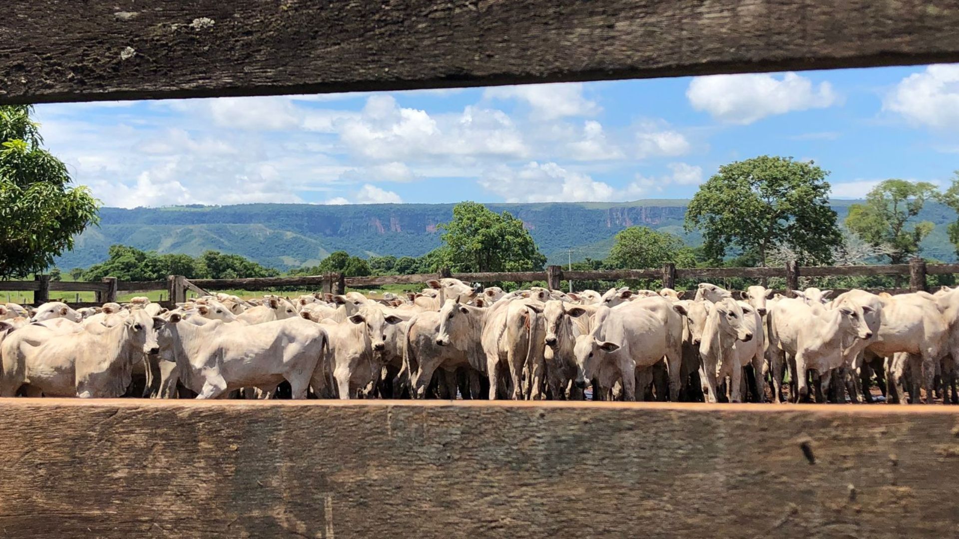 Ministro Carlos Fávaro lança Plano Nacional de Identificação Individual de Bovinos e Búfalos