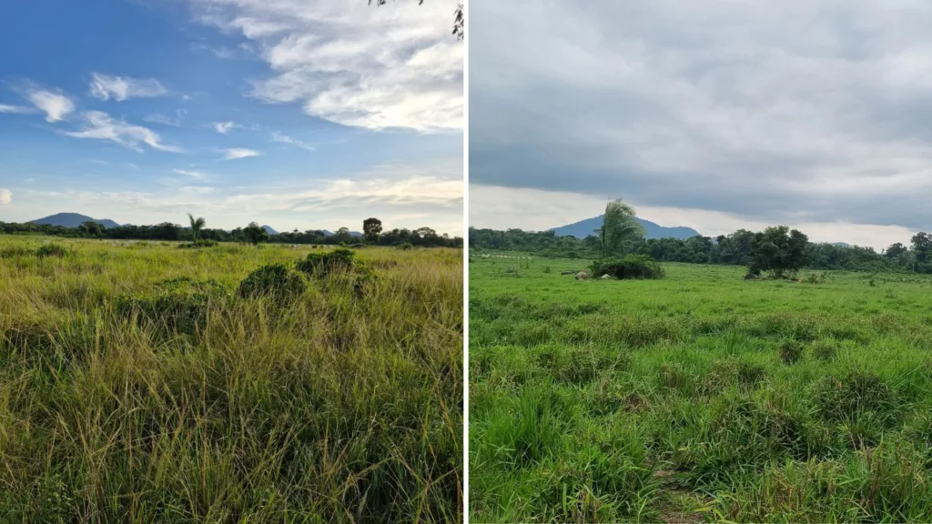 Capim capeta: tecnologia inédita promete controlar 90% da planta daninha que mais assola os pastos no País