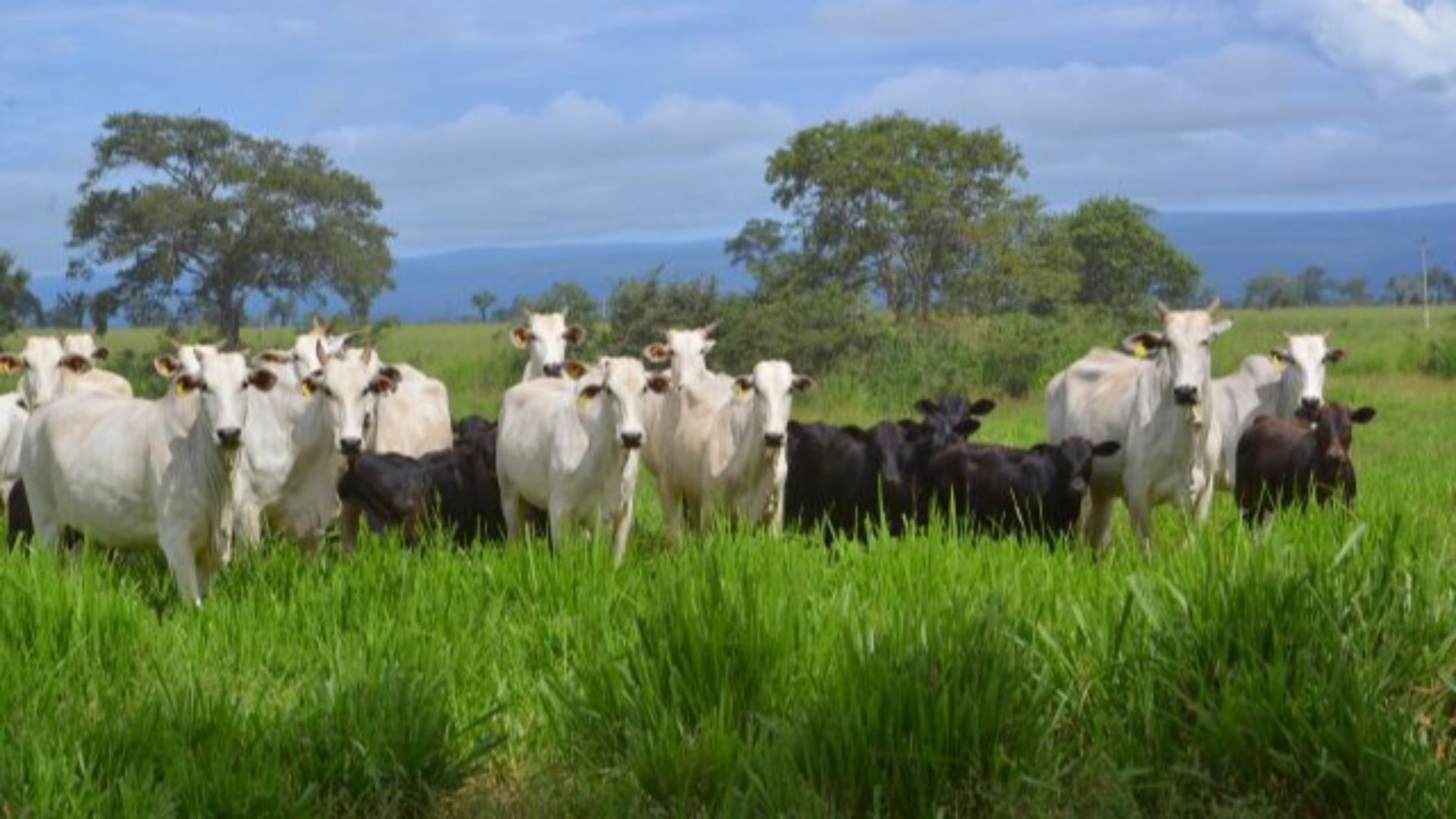 Nelore ou cruzado: quem ganha na balança? A conversão alimentar está intrigando pecuaristas