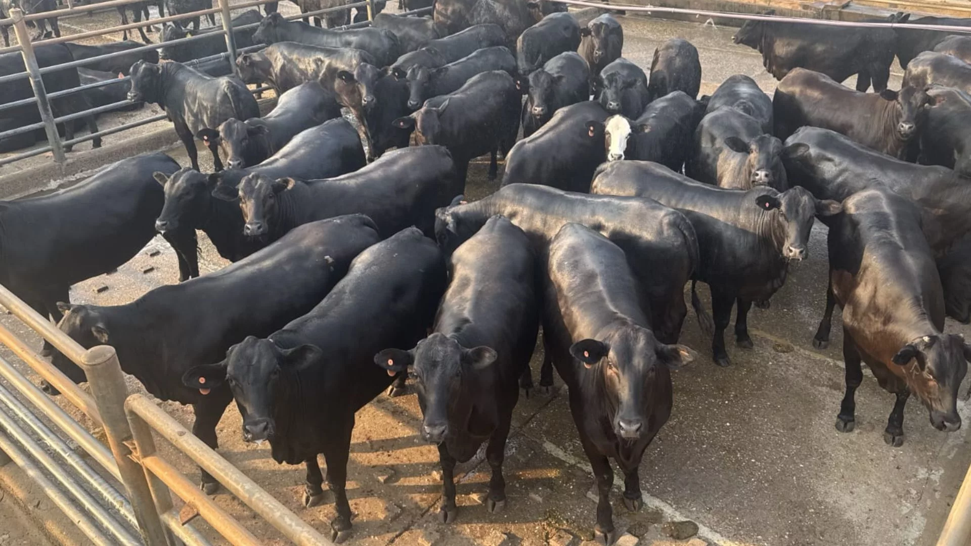 Angus: com acabamento top de gordura e peso de boi, novilhas garantem bônus duplo em MS