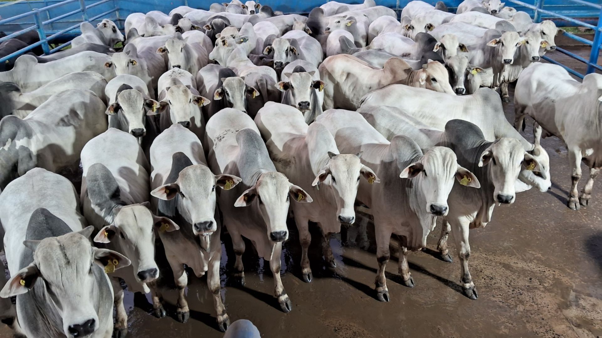 Pecuarista não dorme no ponto, aposta em boitel e termina gadão jovem com mais de 20@