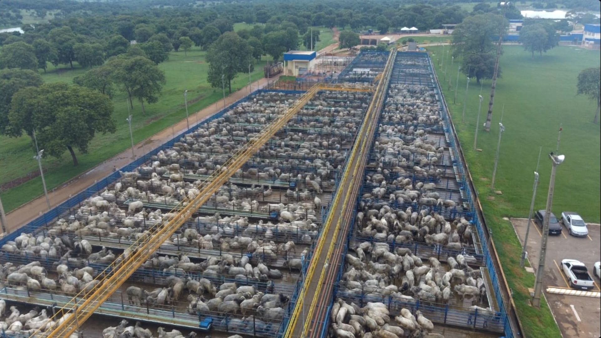 Nelore “cobre” Friboi de Mozarlândia (GO) com mais de 5 mil animais avaliados