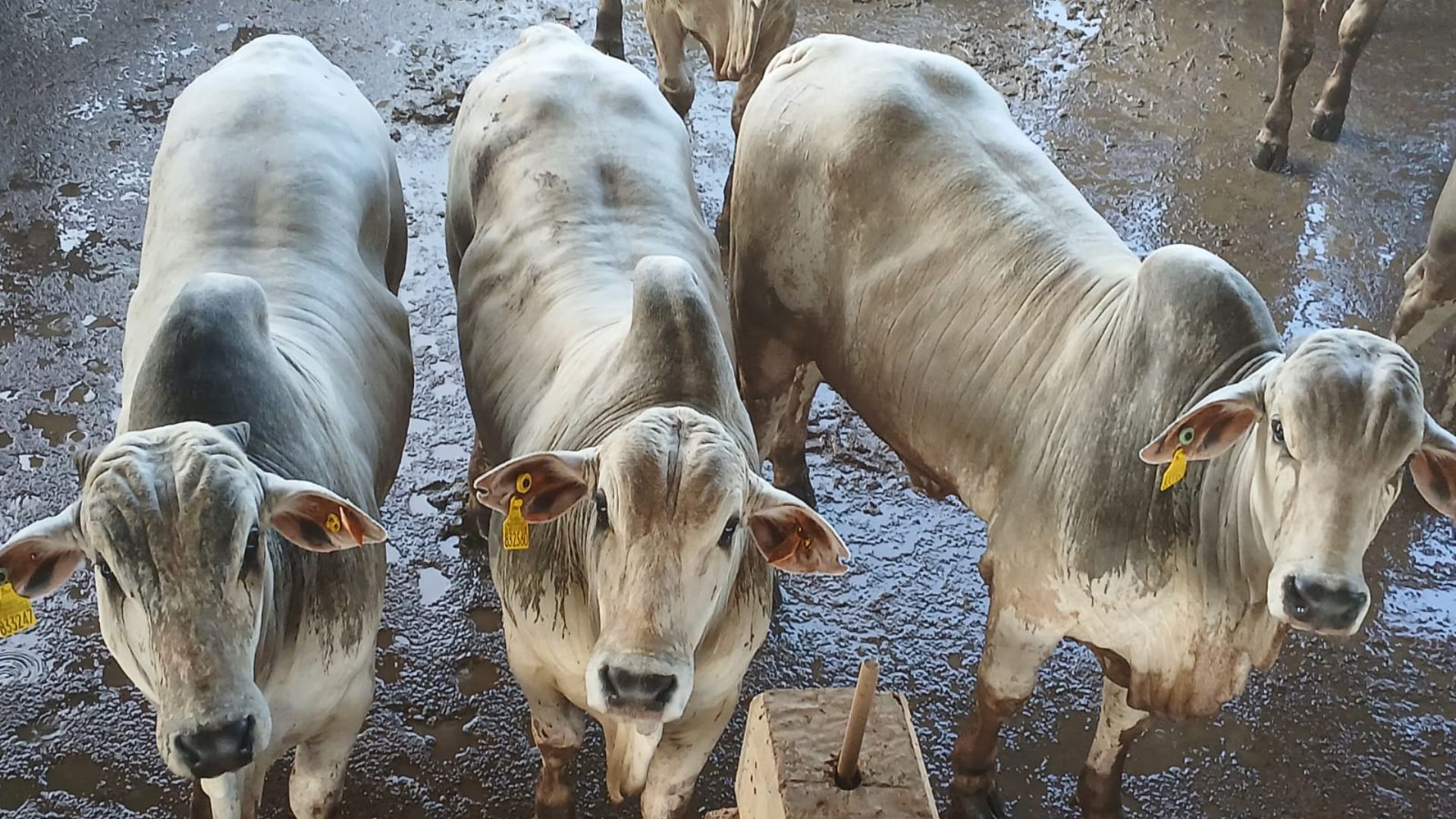 Pecuarista de MS faz as contas e prefere o boitel. Resultado? Gadão 100% precoce