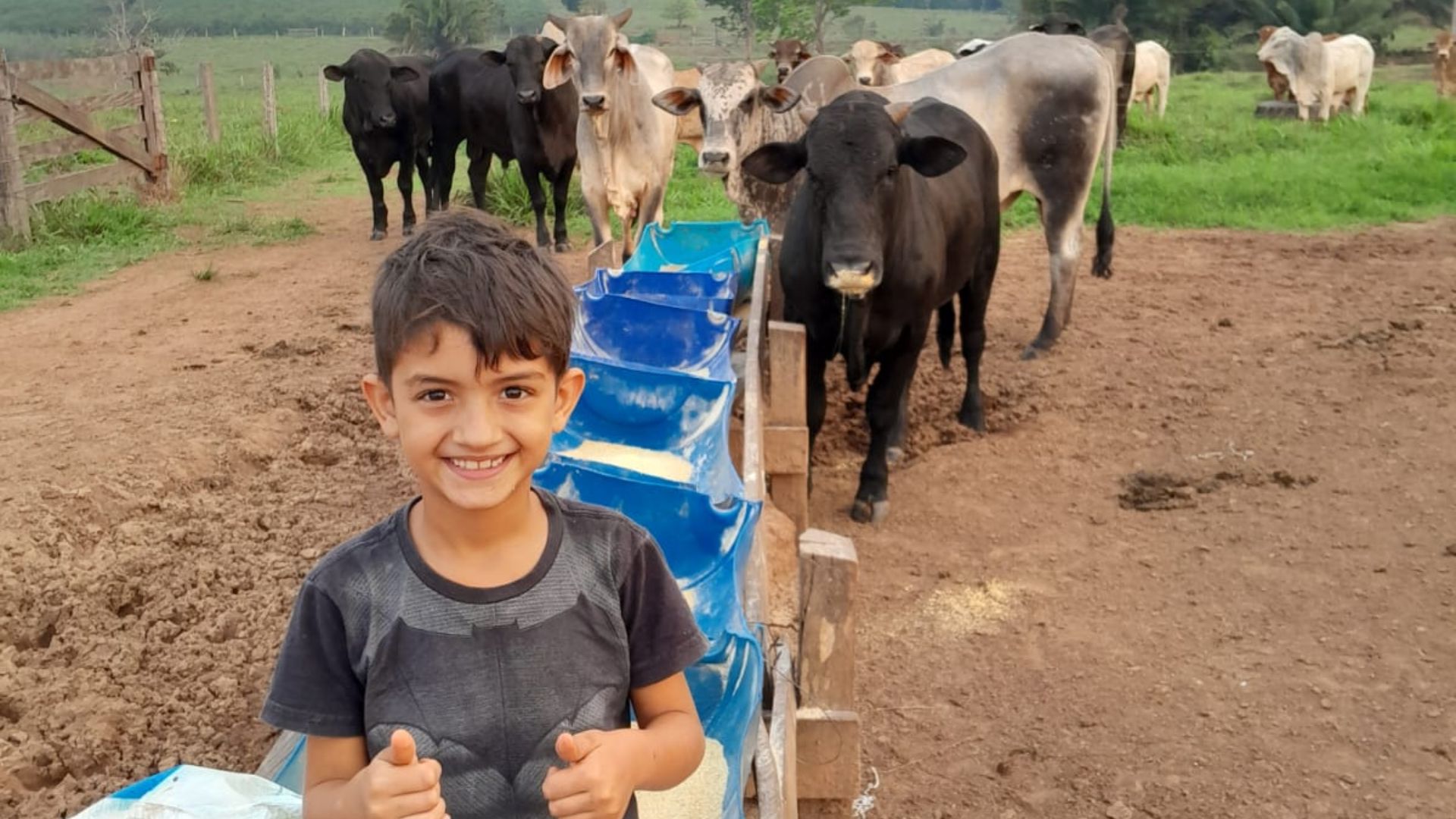 Rondônia: boiada top ultrapassa 20@ com ração, pasto irrigado e rotacionado em 3 ha