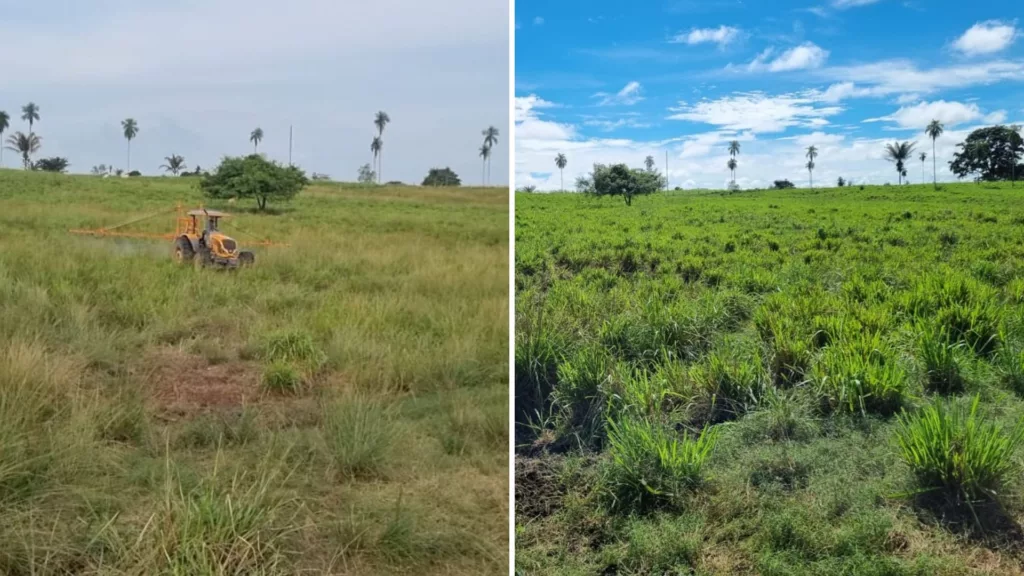 O antes e o depois da aplicação do produto da Top Ultra. Foto: Divulgação