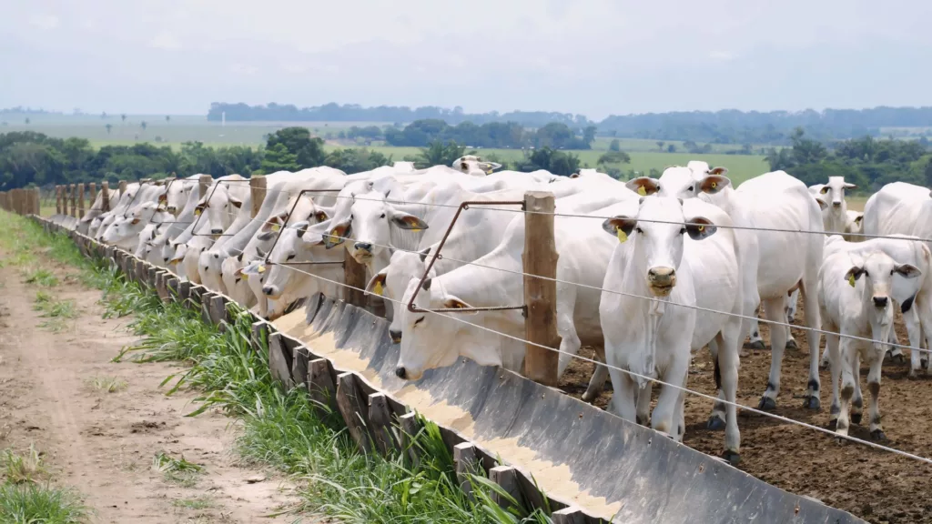 Rendimento de carcaça de mais de 60%? Pecuarista de MT revela o segredo para conseguir isso