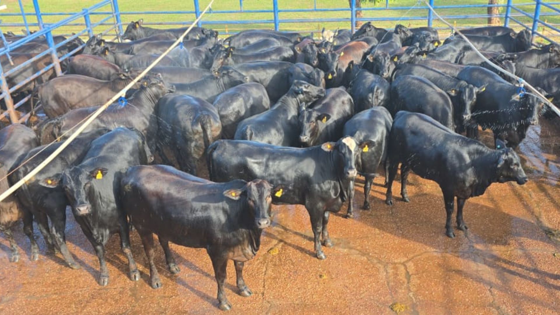 Angus de excelência em carne de qualidade! Novilhas surpreendem com 18,5@ no interior de MT