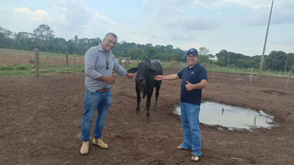 Rondônia: pecuarista dá show em terminação de gado com grão inteiro e ração