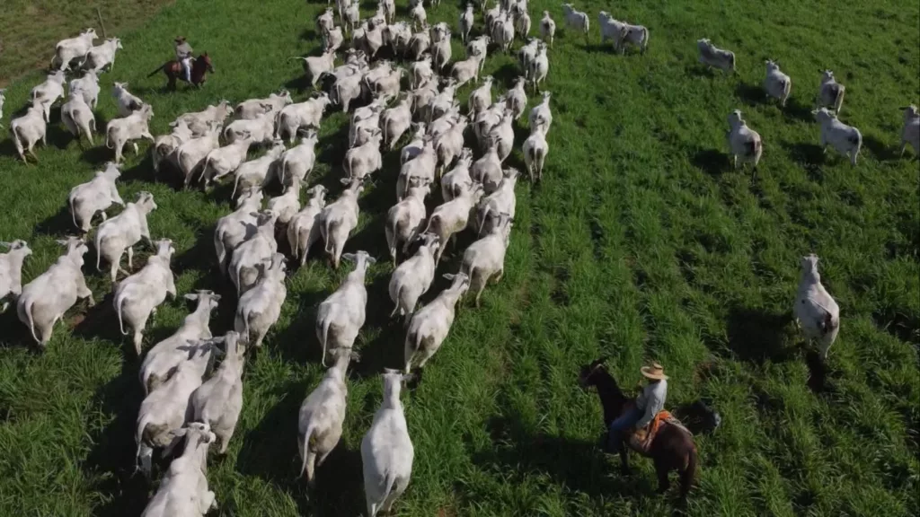 Bovinos em área de pastagem. Foto: Reprodução/Giro do Boi