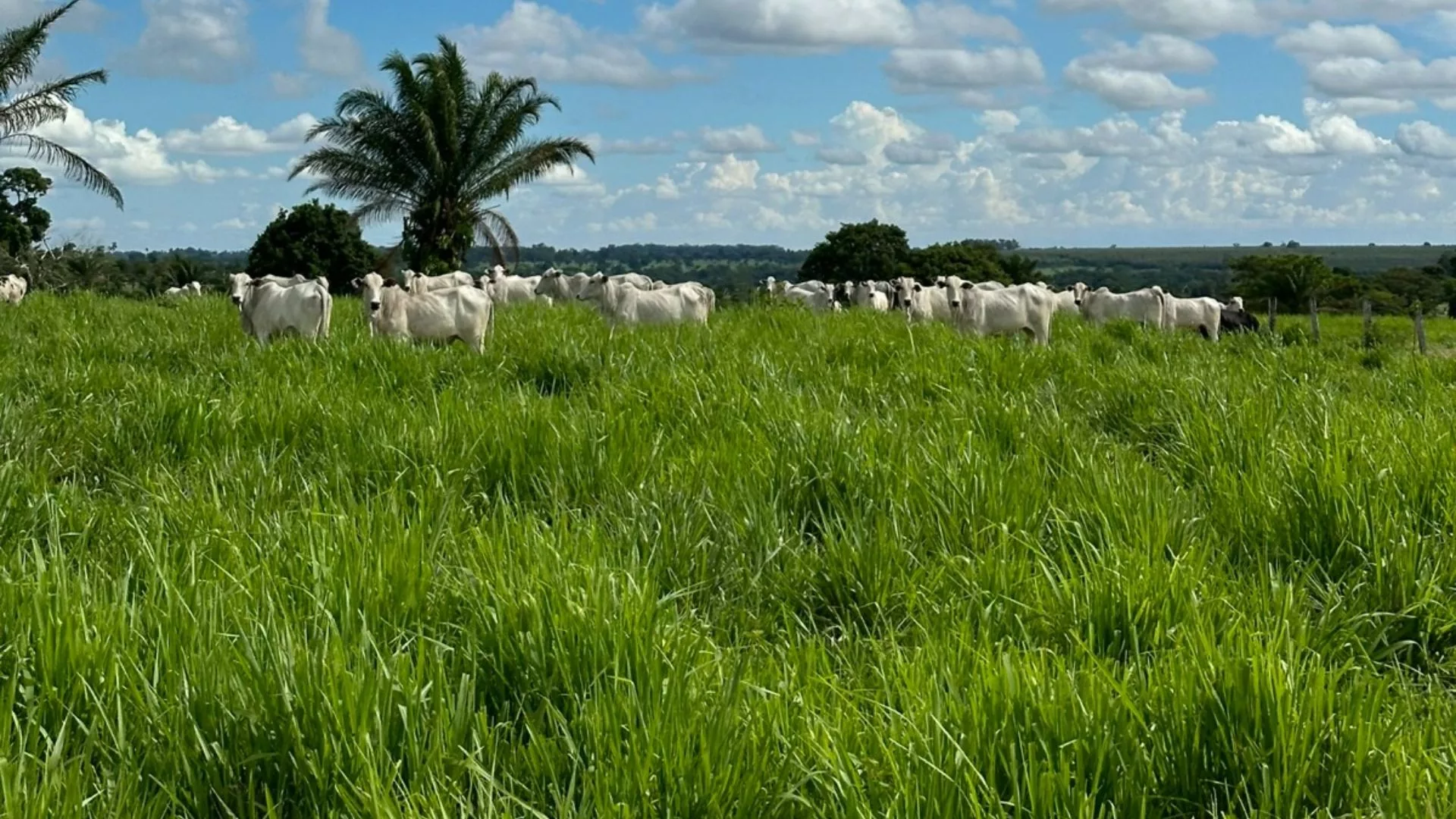 De uma safra para outra, Fazenda Nota 10 de MT cresce oito vezes a sua renda por hectare