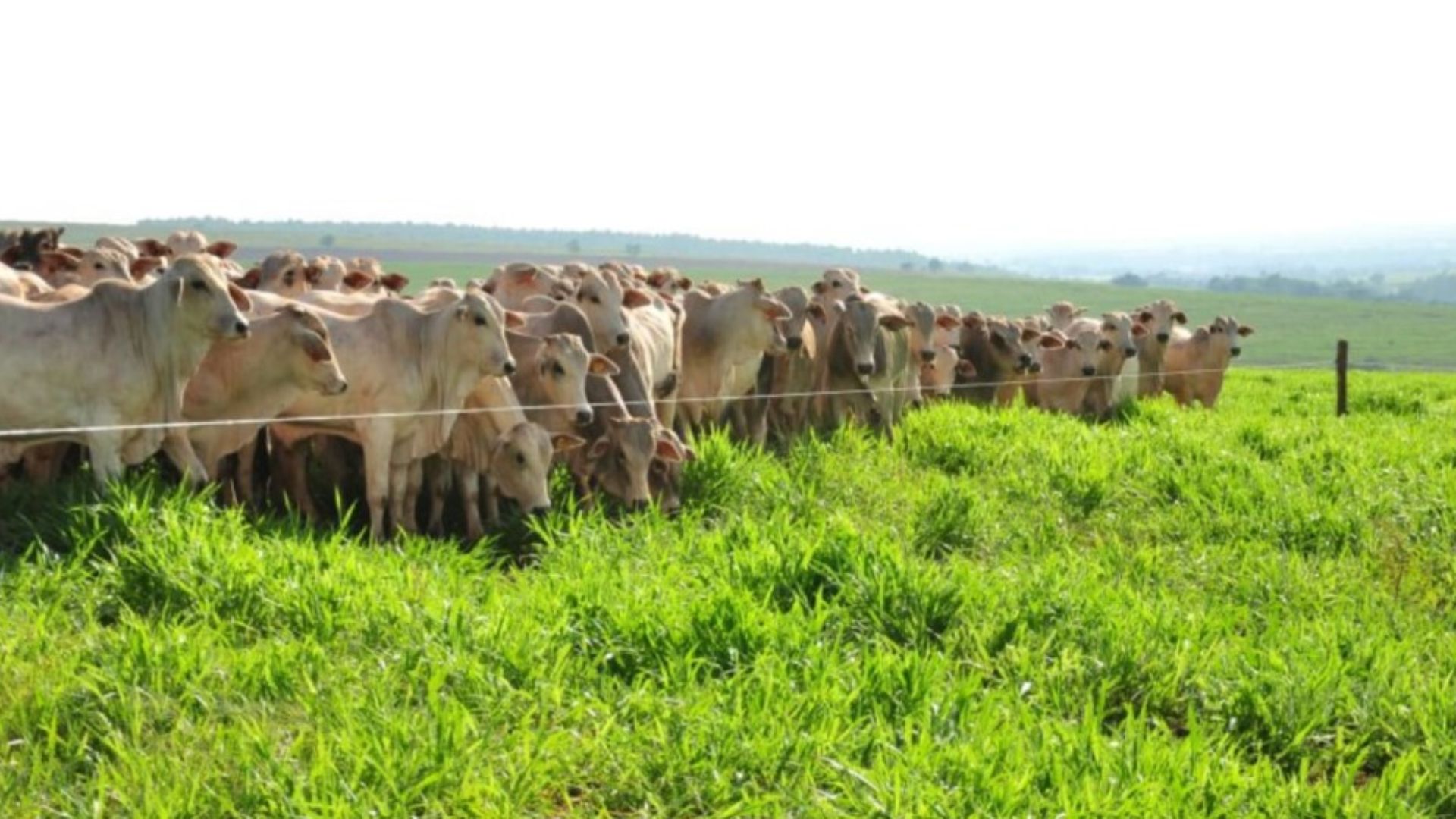 Cerca elétrica no pasto é mais barata que a convencional e faz o gado aproveitar ao máximo o capim