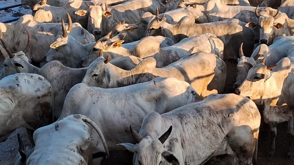 Nelore: vacada bruta e bem acabada é destaque na região do Vale do Araguaia (MT)