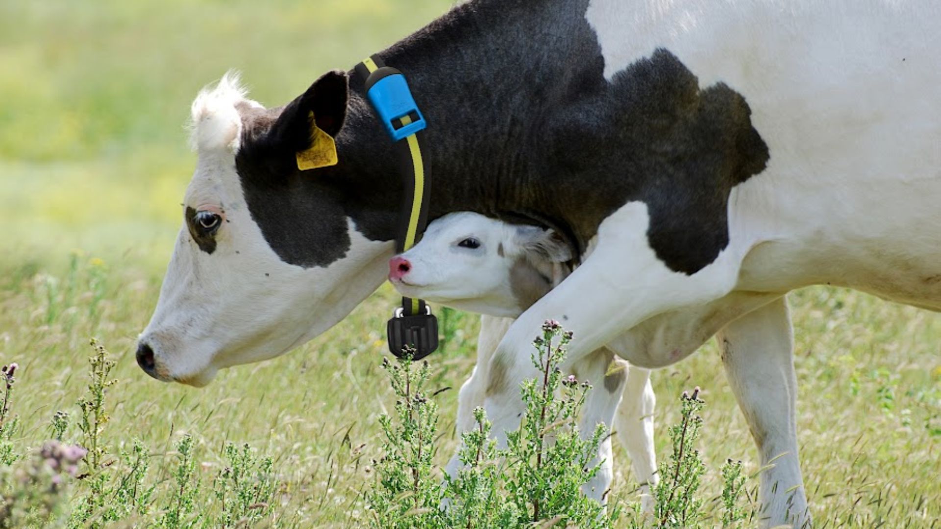Entenda o potencial das inovações para monitorar o gado e turbinar os ganhos da fazenda