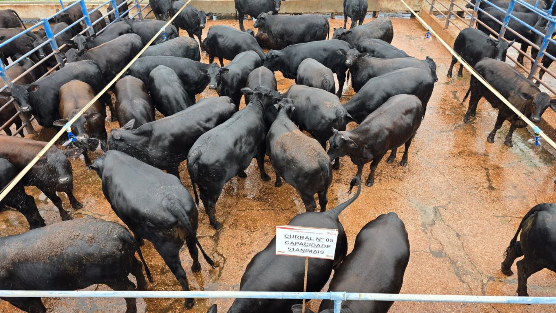 Tricross Brangus, Angus e Nelore: novilhada de 16 meses com 17,5@ é destaque em MT