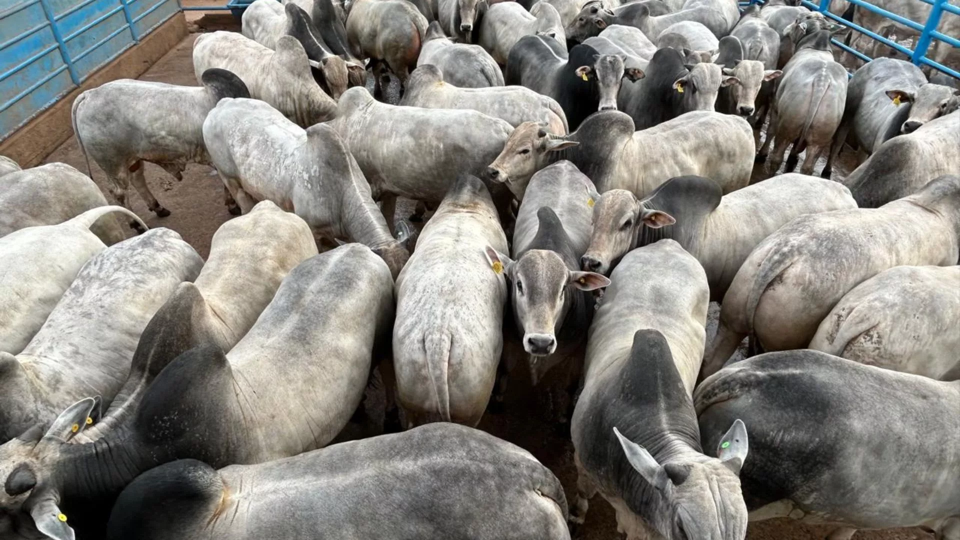 Nelore em Naviraí (MS): confira os pecuaristas campeões da raça