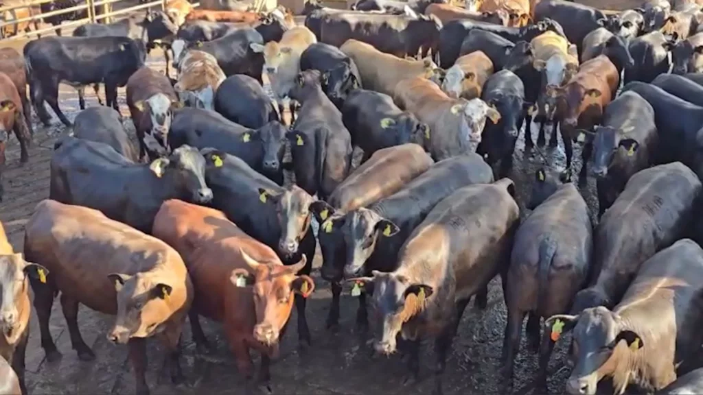 Angus: novilhada cruzada surpreende com ganho de 1,8 quilo de GMD em 108 dias de cocho!