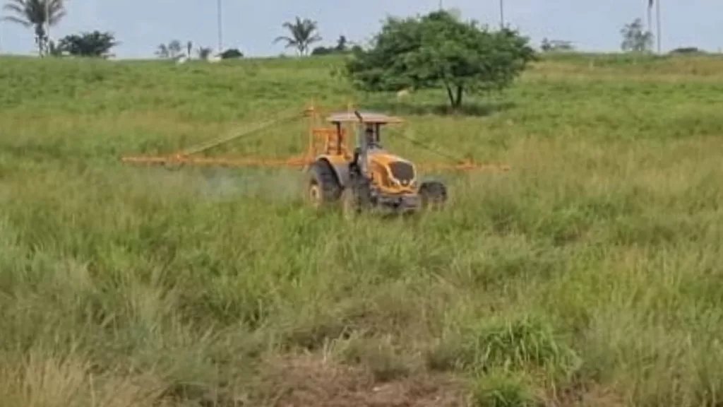 Capim capeta: tecnologia inédita “mata o mal pela raiz”! Entenda como ela faz isso