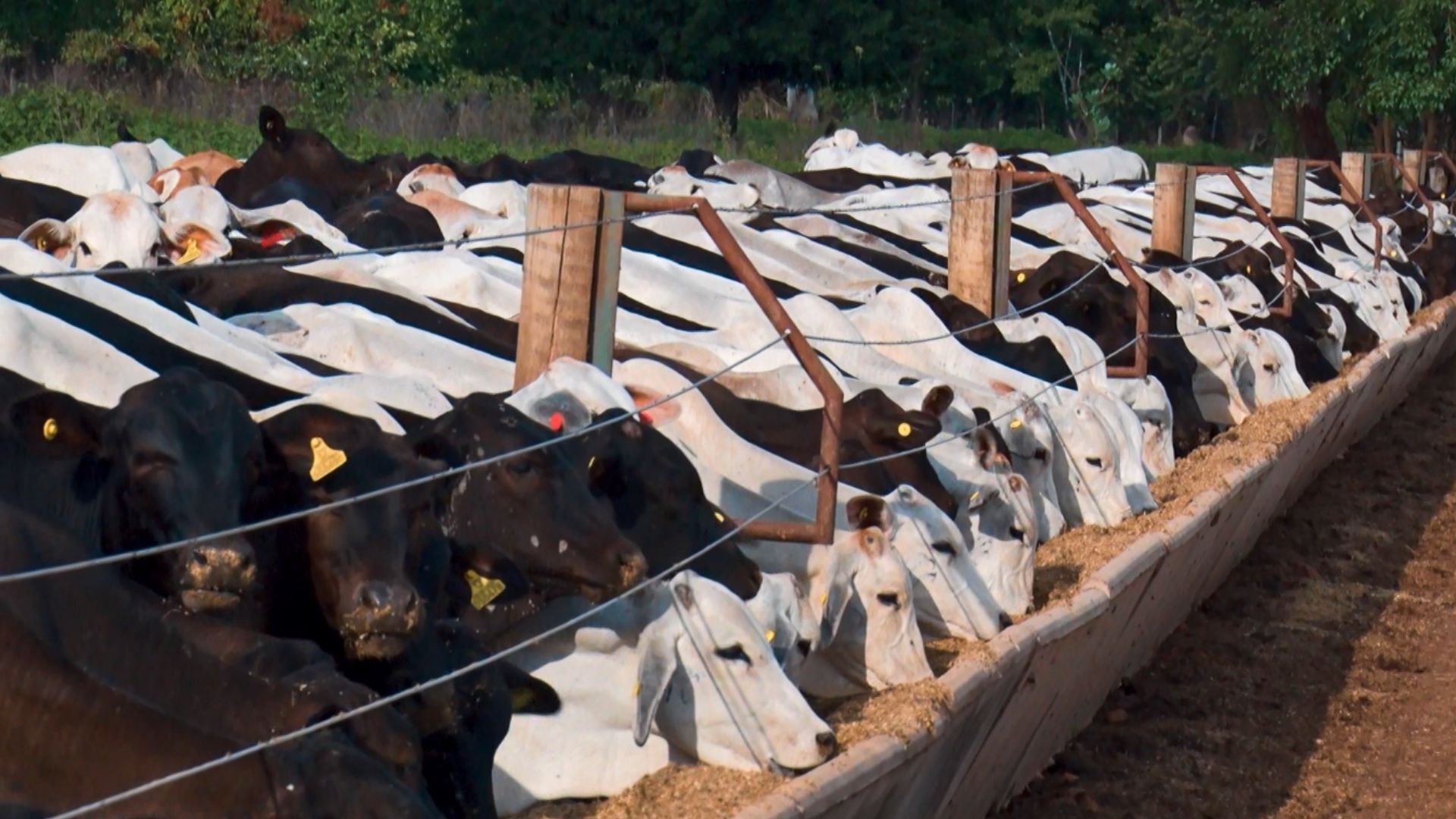Mato Grosso bate recorde de abates e destaca participação de animais jovens em 2024