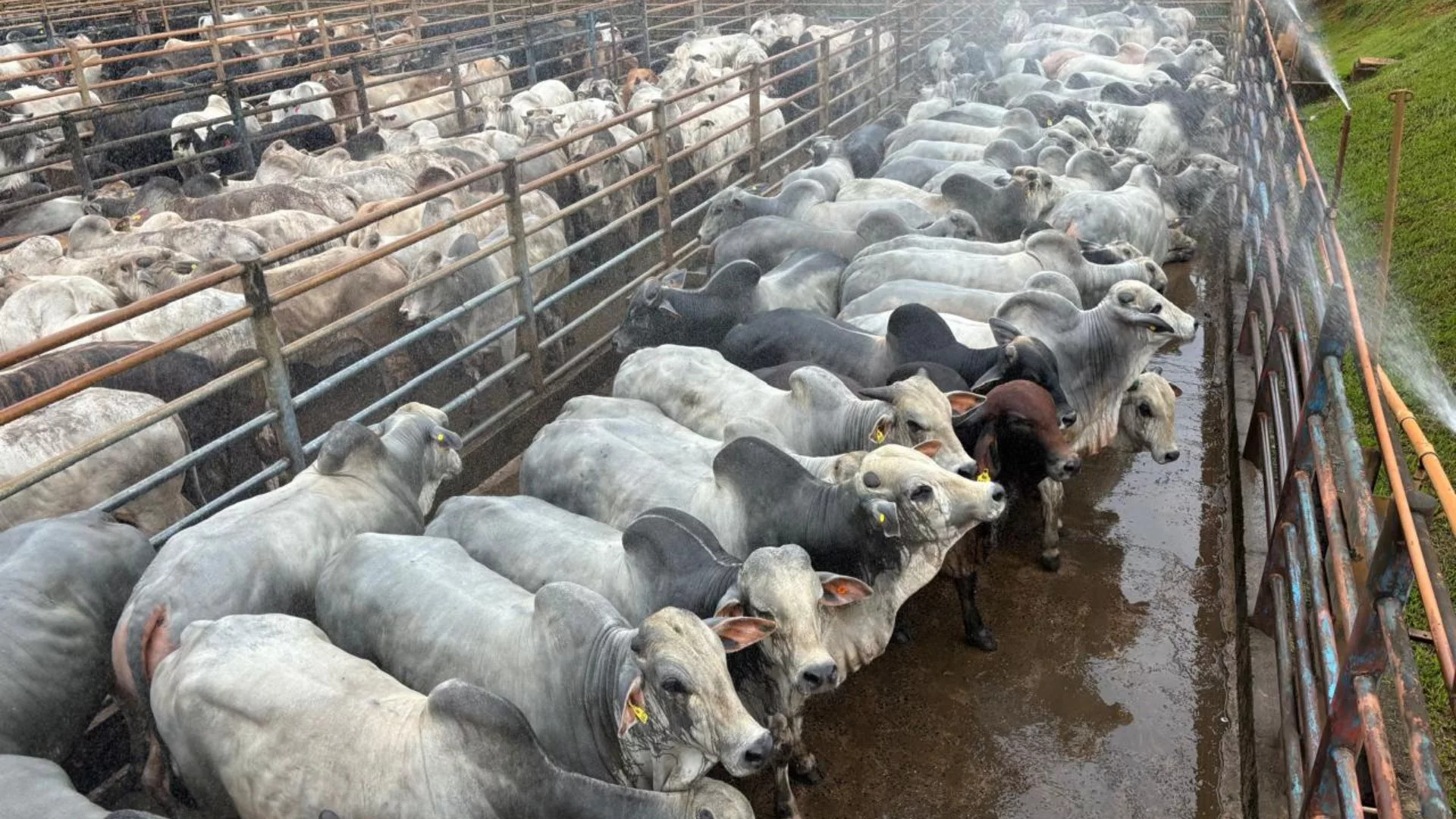 Pecuaristas mineiros turbinam o cocho e terminam gadão jovem de até 21@