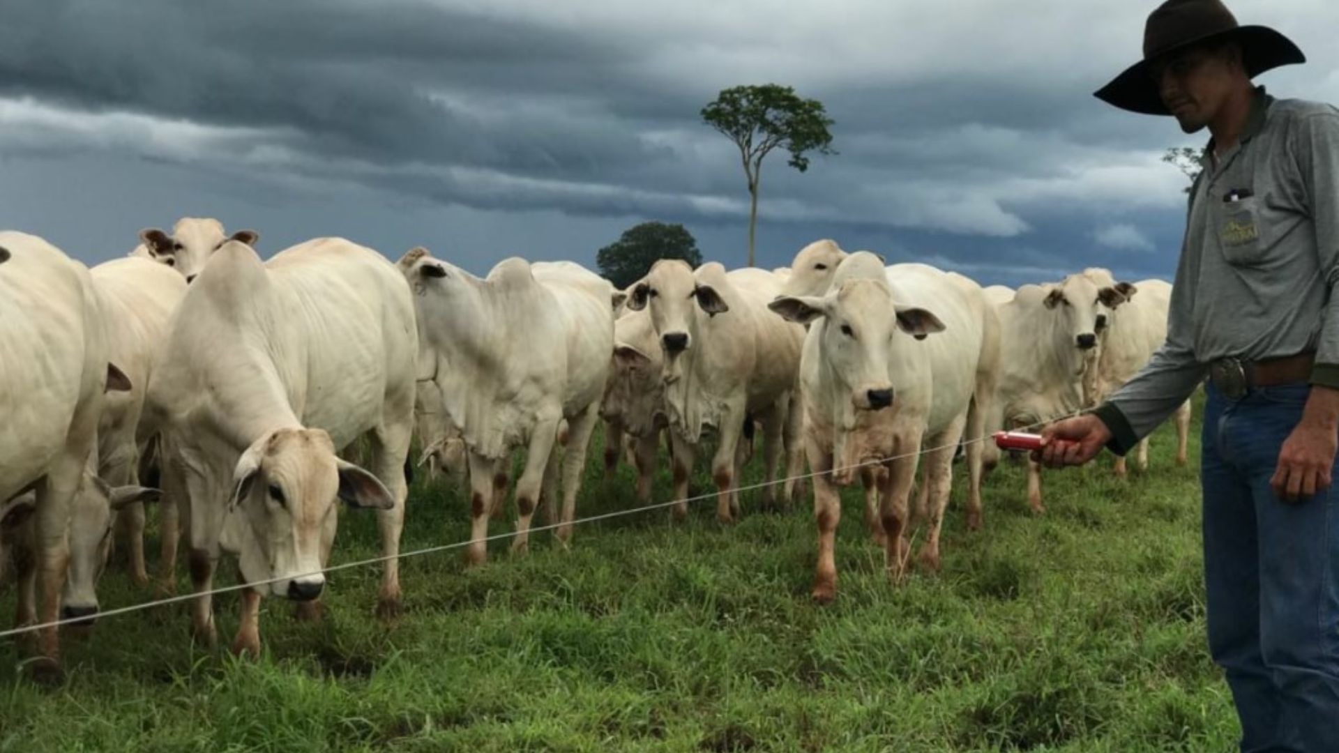 Cerca elétrica no pasto é acessível, reduz custos e otimiza o manejo do gado