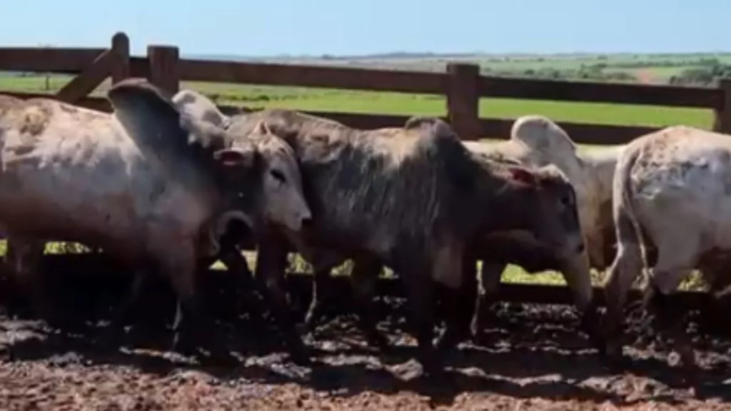 Neloristas campeões em Santana do Araguaia (PA)! Saiba quem são