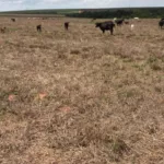 Morte misteriosa de pasto! Pecuarista goiano relata casos na sua fazenda e em demais regiões