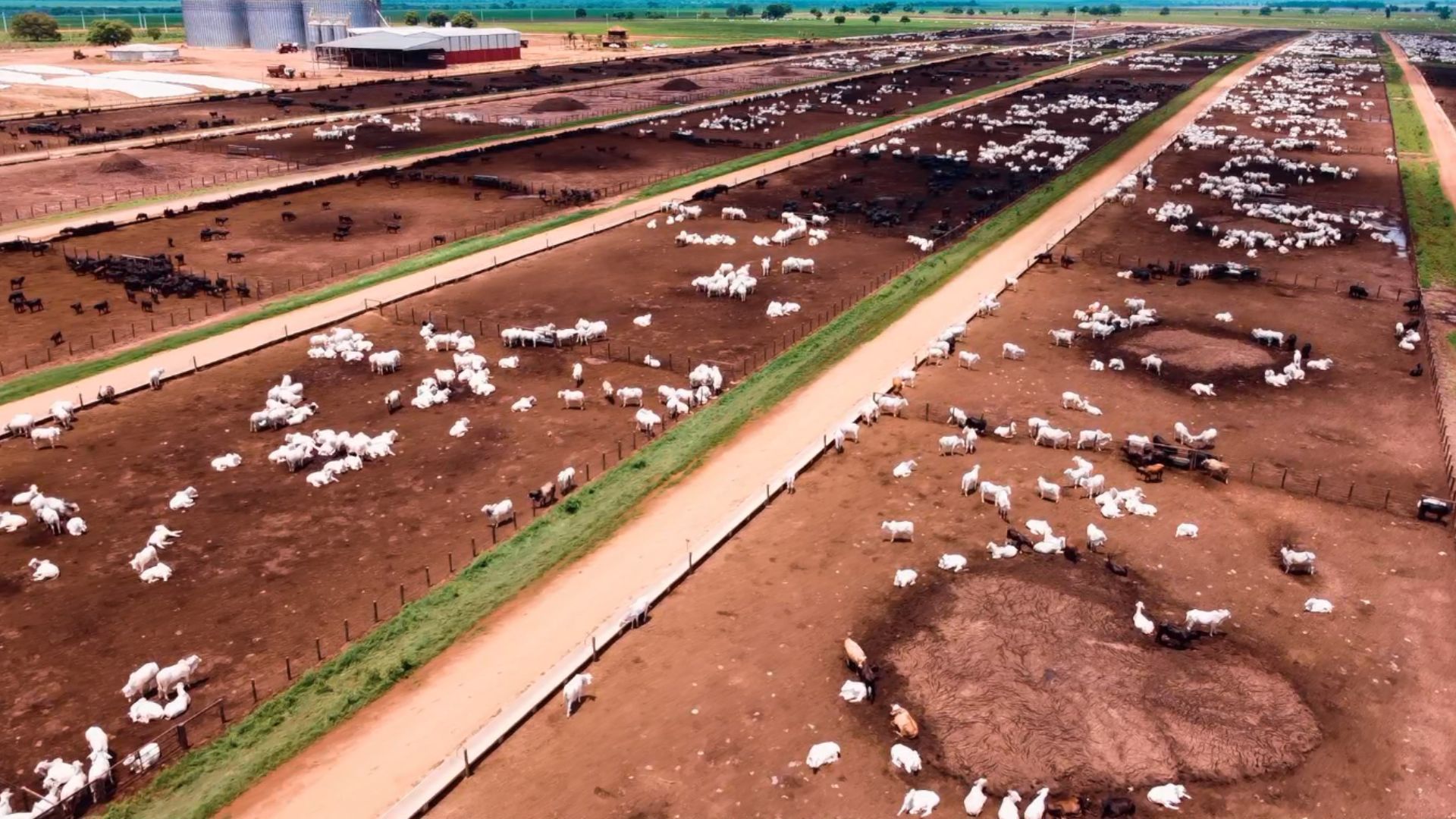 Governo japonês conhece a operação Friboi de abate Halal, além da maior fazenda de gado do País